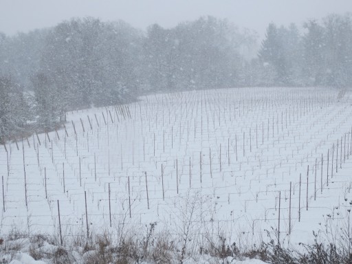 snow-in-the-vineyard